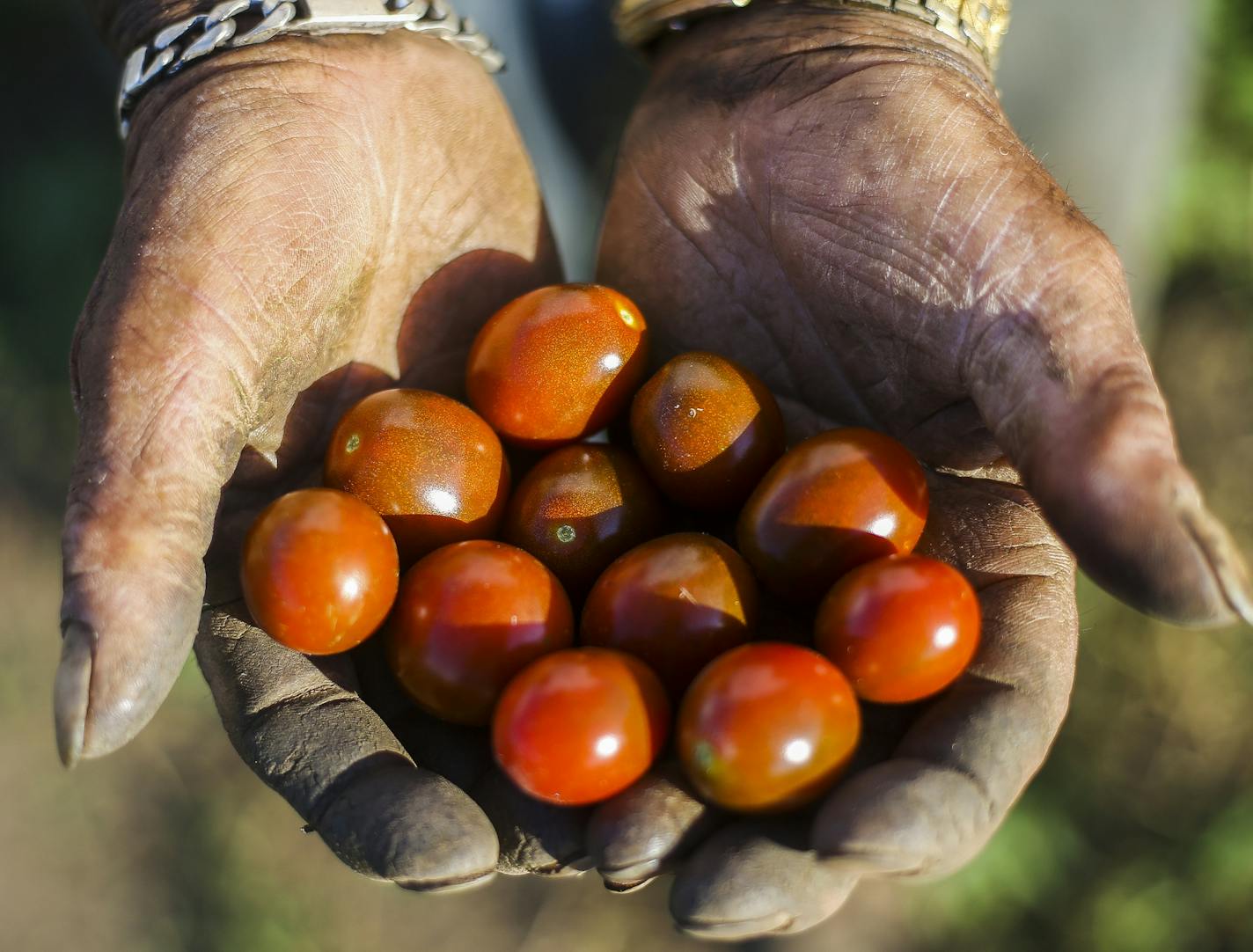 Doua Vang displays handfulls of fresh baby tomatoes. ] Timothy Nwachukwu &#x2022; timothy.nwachukwu@startribune.com Doua Vang and Judy Yang work on their land at the HAFA farm on Monday, August 8, 2016 in Vermillion Township, Minnesota. The husband and wife have been avid gardeners for over 25 years and use their rented land to grow over a dozen different fruits and vegetables to be sold at farmers markets throughout the Twin Cities.