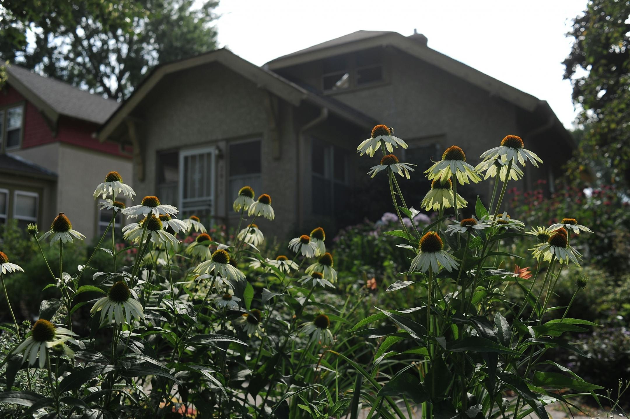 A "managed natural landscape" lawn in Minneapolis.