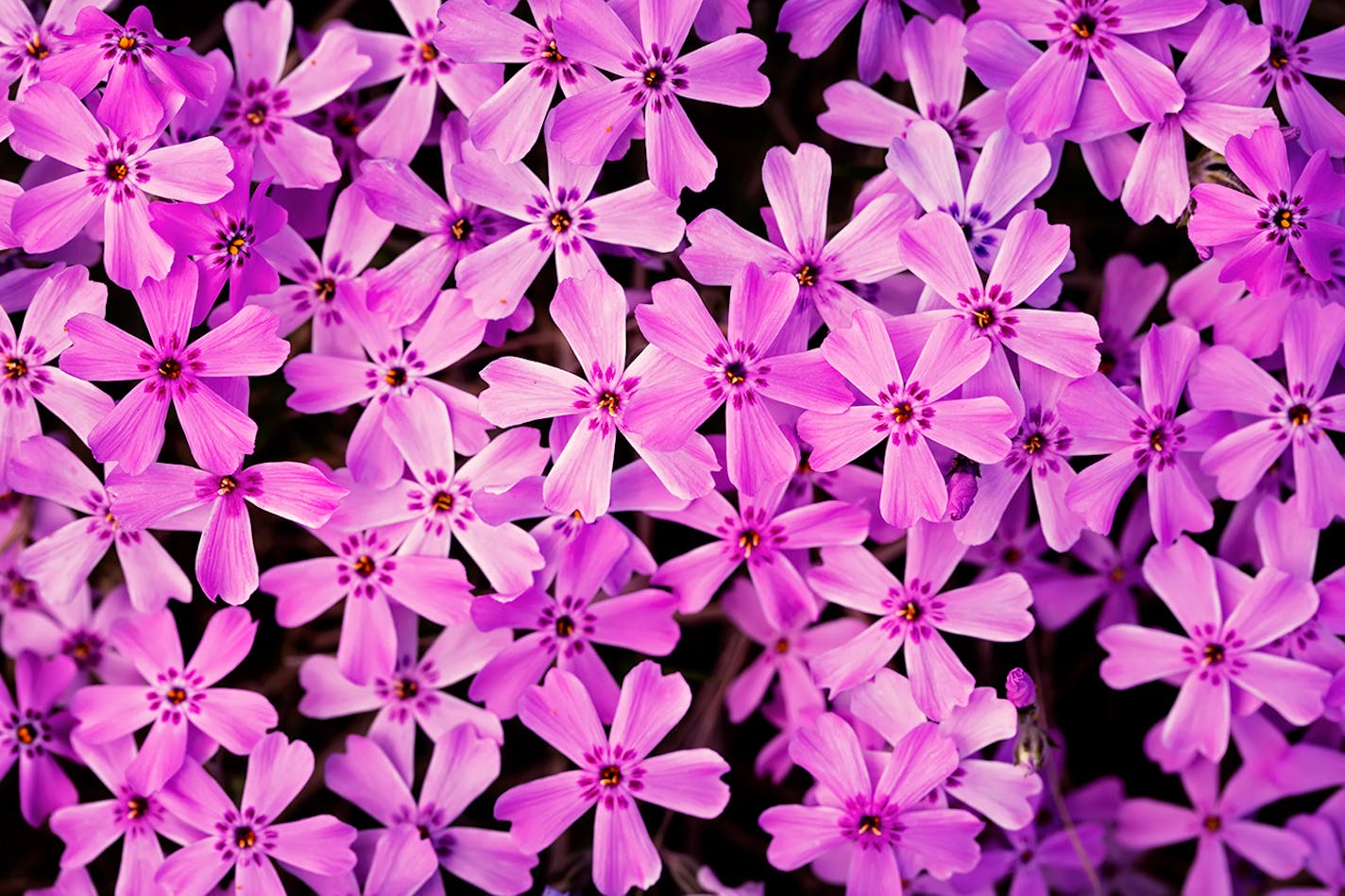 A patch of blooming phlox flowers near Little Mantrap Lake south of Itasca State Park.