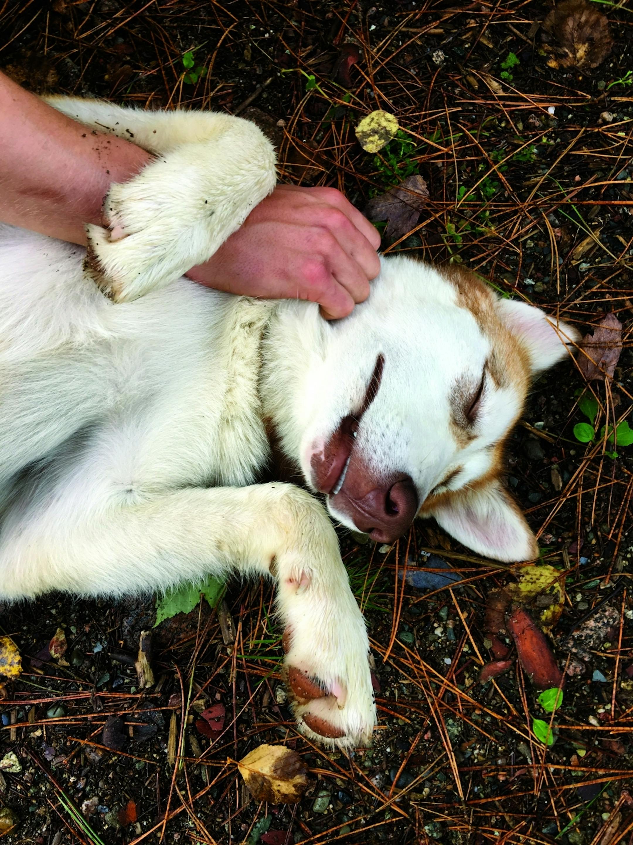 One of the joys of staying at a dogsledding lodge: The puppies. Joplin greeted us when we arrived and stayed by our side throughout the weekend, watching us canoe from the dock. Photo by Jenna Ross * jenna.ross@startribune.com