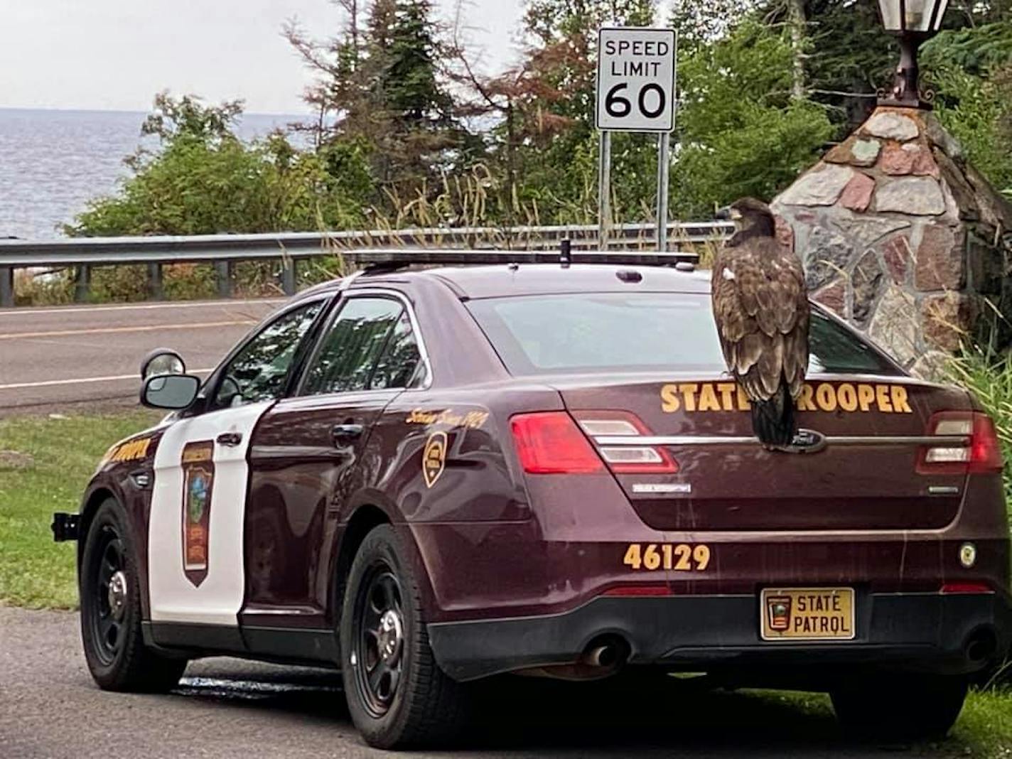 A juvenile bald eagle perches atop a Minnesota State Trooper vehicle as authorities try to move the bird away from Cascade Lodge resort on Highway 61, where it attacked a guest on Thursday. ORG XMIT: SYJeBYC_taZfhFq9YS-Z