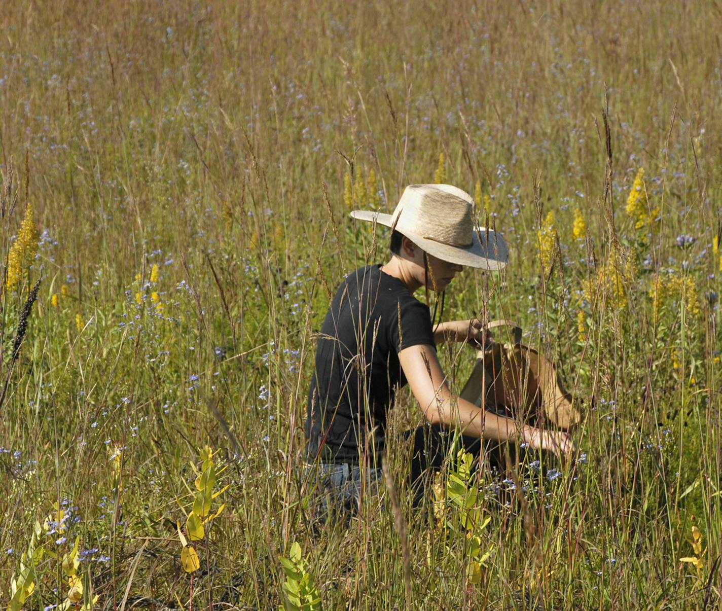 Prairie seeds were collected at Crow Hassan Park Reserve in Rogers as part of ongoing efforts to help the park district.