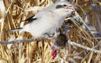01041-001.13 Northern Shrike is feeding on a vole it impaled on a stick. Predator, prey, bird of prey, butcher bird, raptor, mouse..