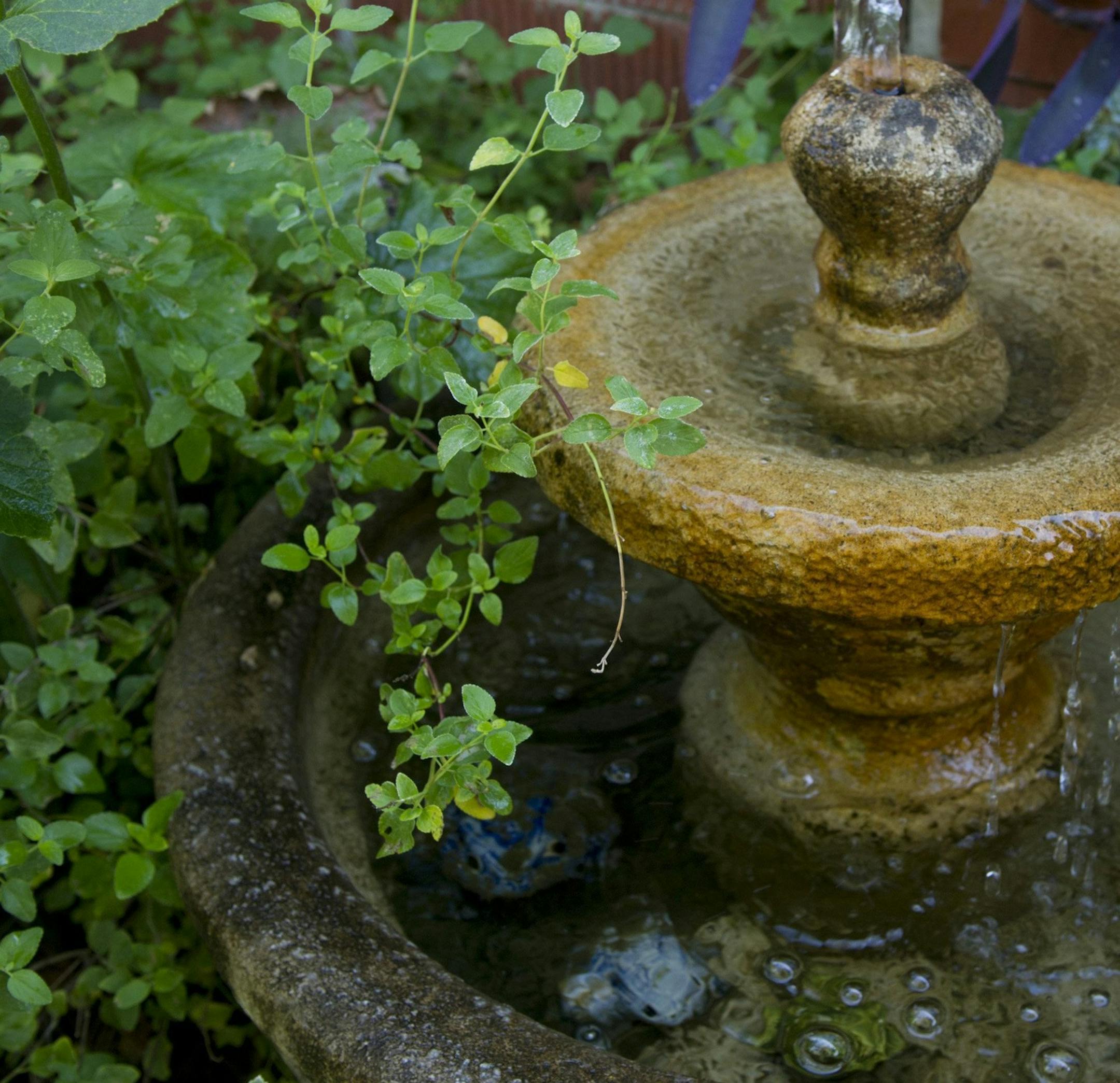 Oregano creeps over a fountain in Eileen Starns' East Sacramento garden. (Lezlie Sterling/Sacramento Bee/TNS) ORG XMIT: 1157624