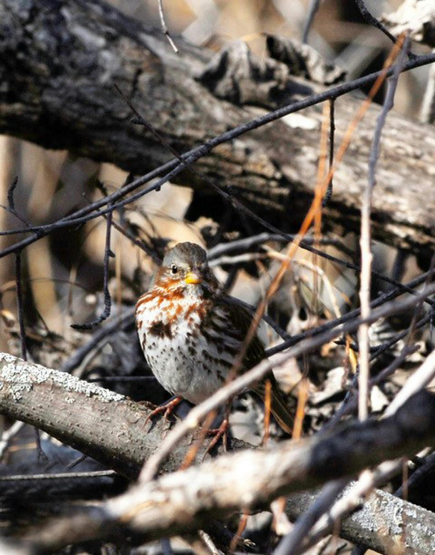 Fox sparrows will feed from protection of a tangle of grape vines or a brush pile. Jim Williams photo