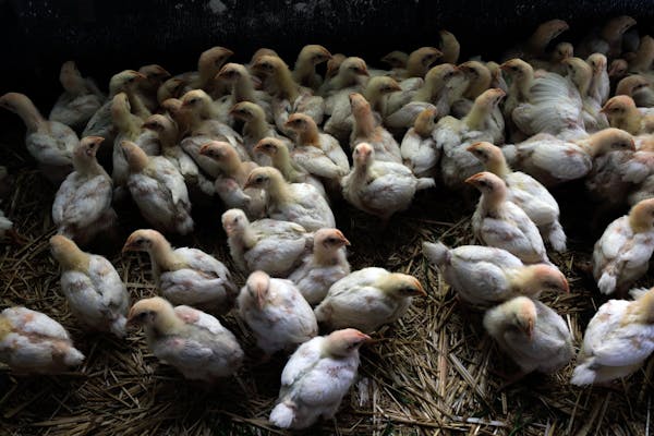Young chickens at a farm in Pescadero, Calif. Farms are fertile ground for the H5N1 virus to jump species — from cat to cow to pig and human, in any