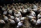 Young chickens at a farm in Pescadero, Calif. Farms are fertile ground for the H5N1 virus to jump species — from cat to cow to pig and human, in any