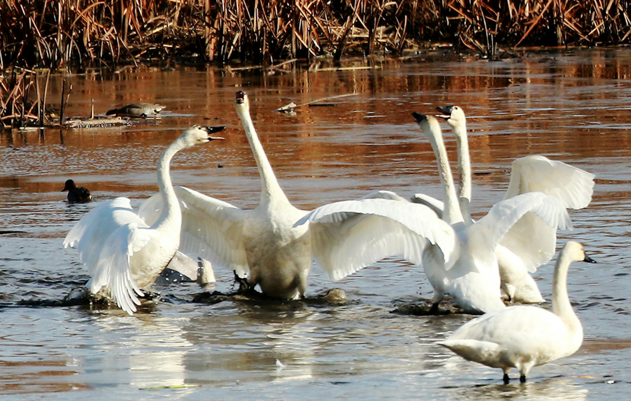During a stopover on their annual fall migration south tundra swans squawk at each other along the Mississippi River near Brownsville, MN.] DAVID JOLES • david.joles@startribune.com Tundra swans and other migratory birds on Mississippi River near Brownsville, MN.