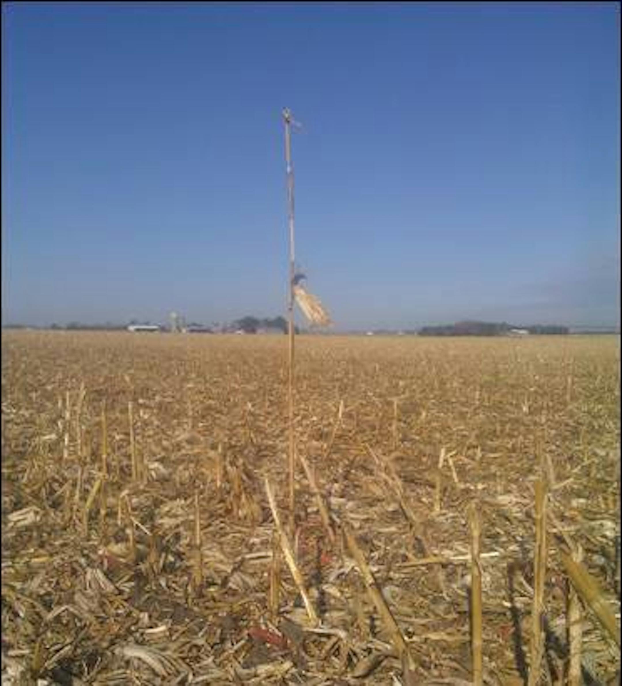 A Wisconsin corn maze