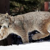 A Canada lynx.