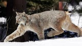 A Canada lynx.