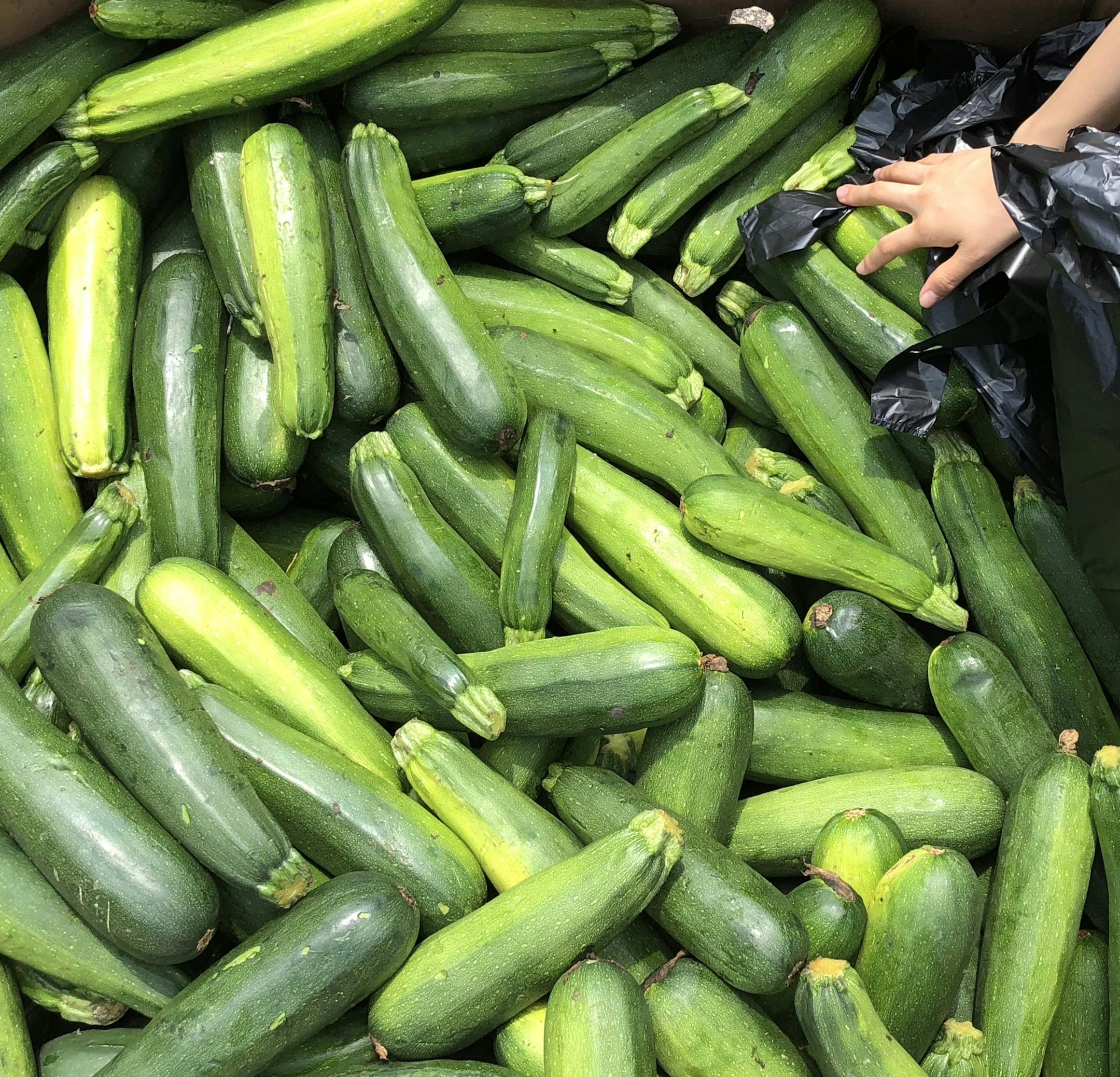 Shiina Komazawa, a 20-year-old sophomore dance major at Minnesota State University, Mankato reaches for zucchinis at the university's Free Farmer's Market event on Aug. 23, 2018.
