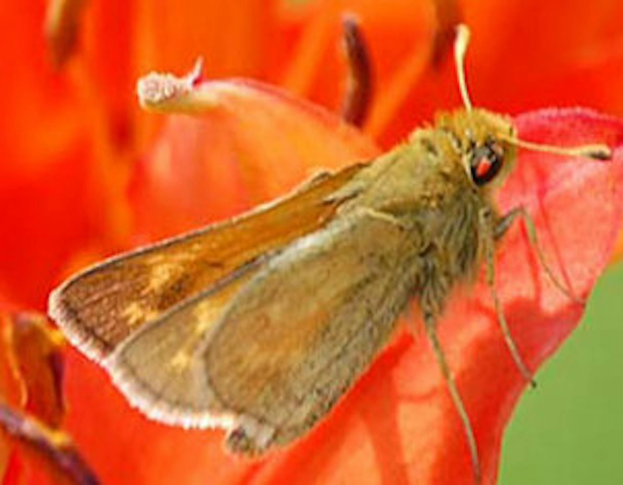 Dakota skipper, a threatened butterfly