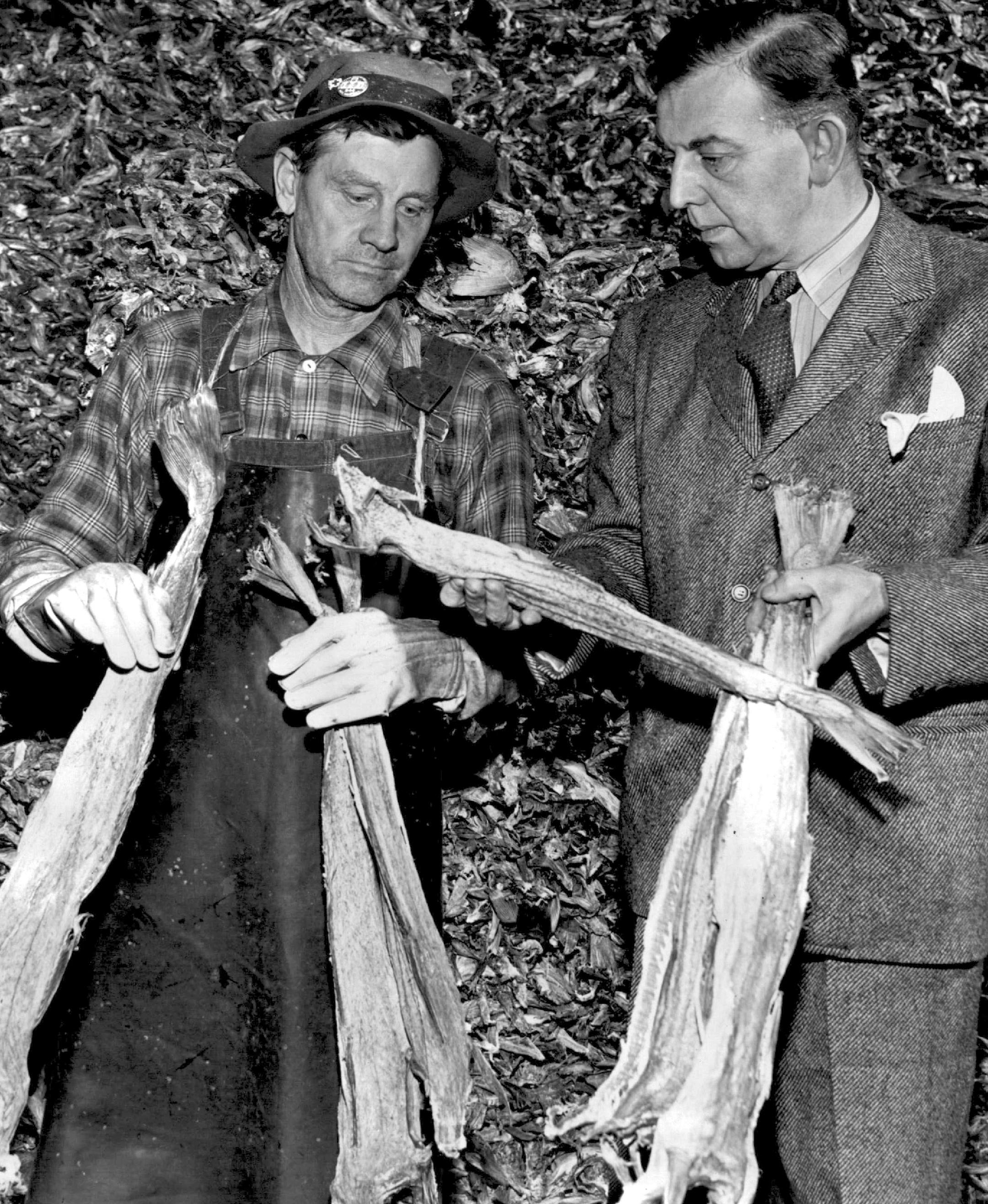November 6, 1945 Workman at 1101 5th St N. -- Neidar Solum, Norwegian Consul Looking over shipment of lutefisk