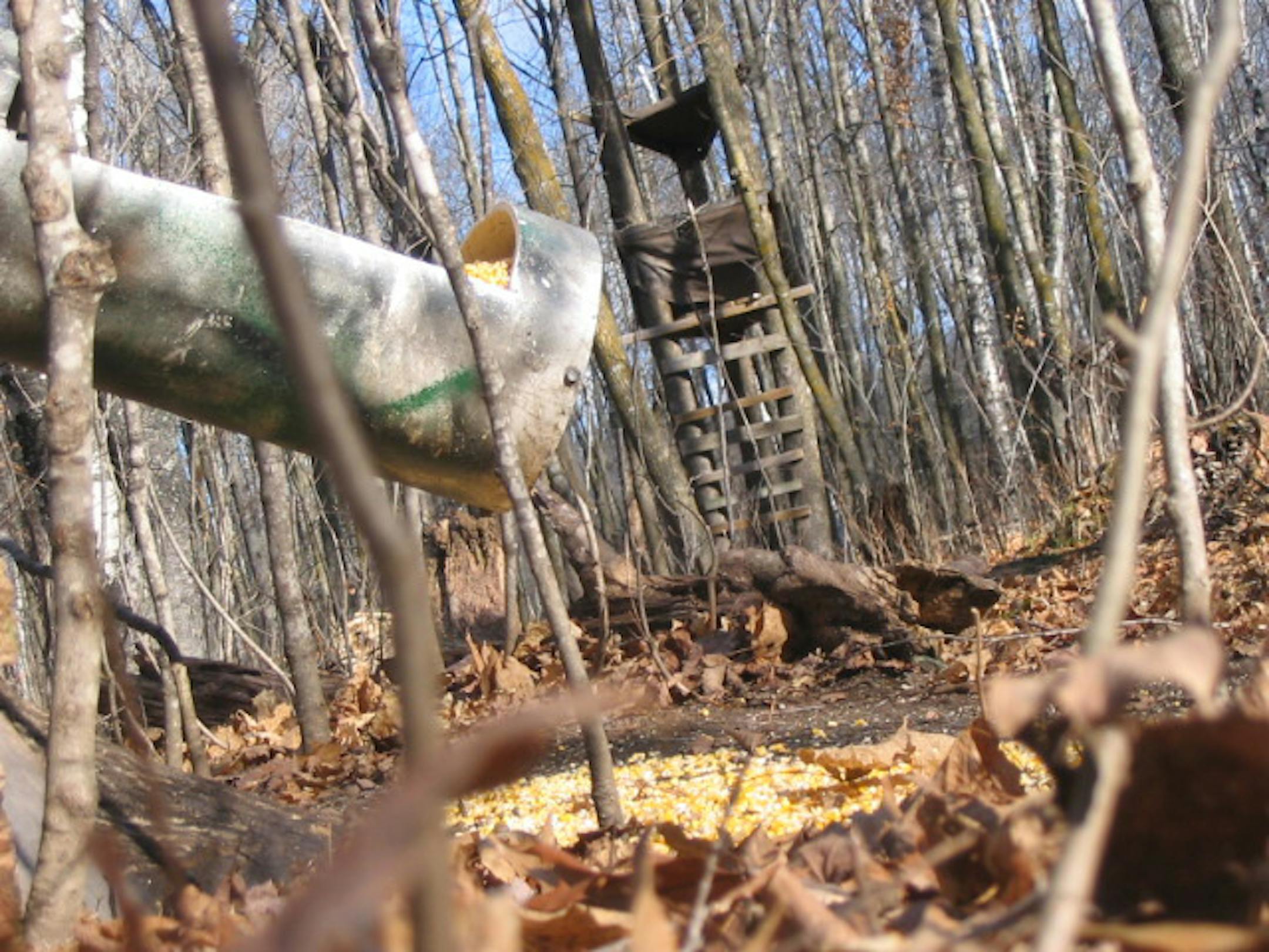 A common way to illegally bait deer is to fill a plastic pipe with corn, often anchored to a tree, that feeds out the grain as it is eaten.