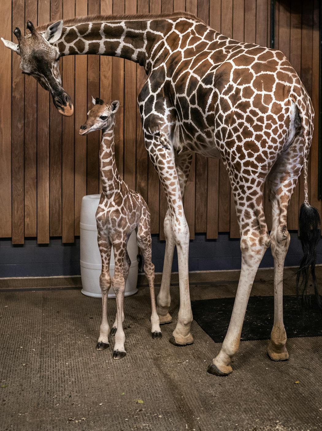 The new baby female giraffe was tucked under her mother Zinnia’s body, as she made her first public appearance at Como Zoo November 13 ,2023 in, St. Paul , Minn.