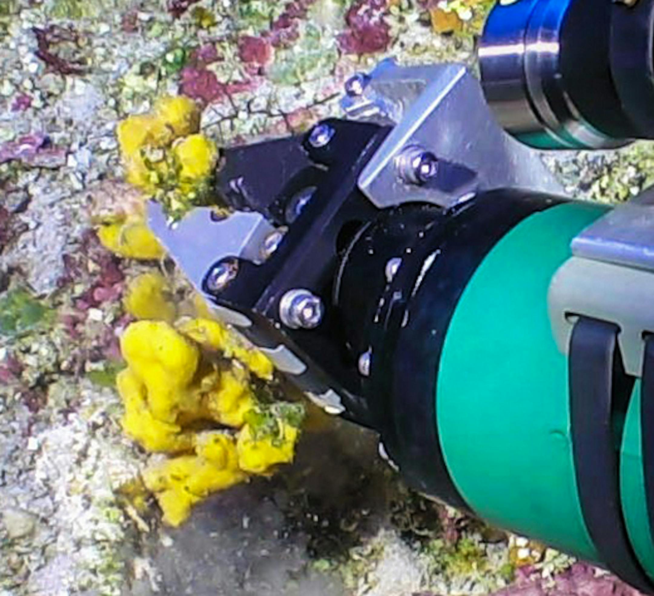 For more than 30 years, FAU Harbor Branch Oceanographic Institute scientists have accumulated sea sponges and other macro-organisms from the east coast of the U.S., Gulf of Mexico, Caribbean as well as European and African deep waters using manned submersibles and other methods. (Florida Atlantic University's Harbor Branch Oceanographic Institute/TNS) ORG XMIT: 1234224