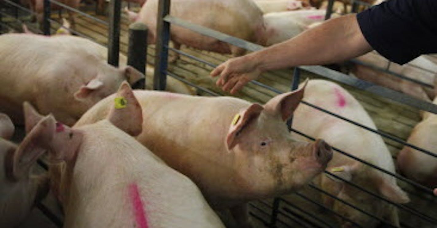 At the Cargill pig farm in Dalhart, Texas, Jeff Worstell, vice president of livestock production points out the positive aspects of group housing including less stress amongst the housed animals.] richard.tsong-taatarii/rtsong-taatarii@startribune.com