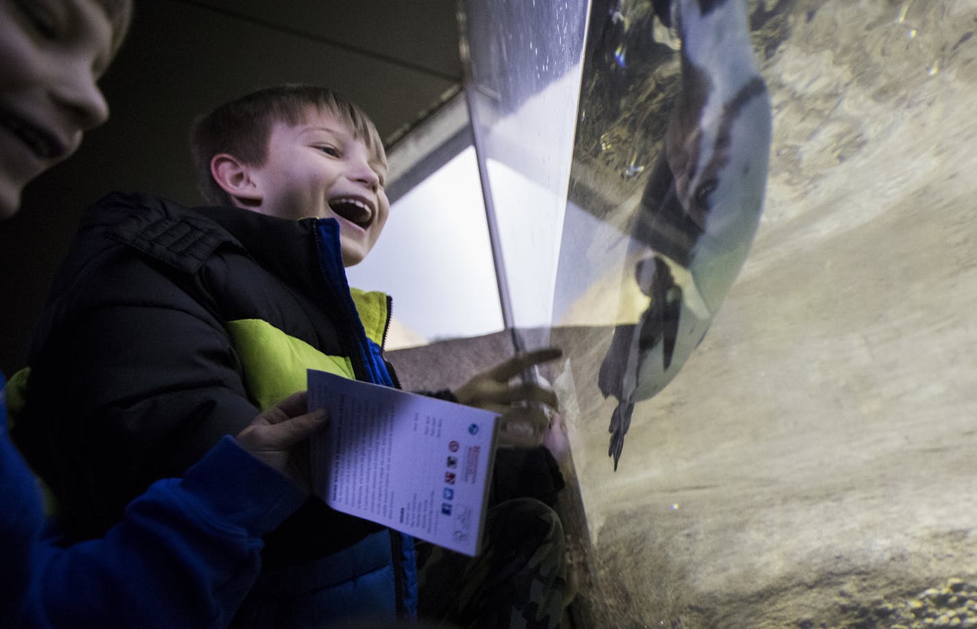 Jacob Michel, center, 8, of Rosemount and his brother Henry, 6, watch an African penguin swim by in a tank. ] LEILA NAVIDI &#xef; leila.navidi@startribune.com BACKGROUND INFORMATION: The Minnesota Zoo on Friday, March 10, 2017. After one year at the helm, the Minnesota Zoo's new director, John Frawley, has tightened the purse strings -- and the institution's vision for the future. Former zoo director Lee Ehmke, an exhibit designer, dreamed up massive new exhibits with price tags reaching $150 mi