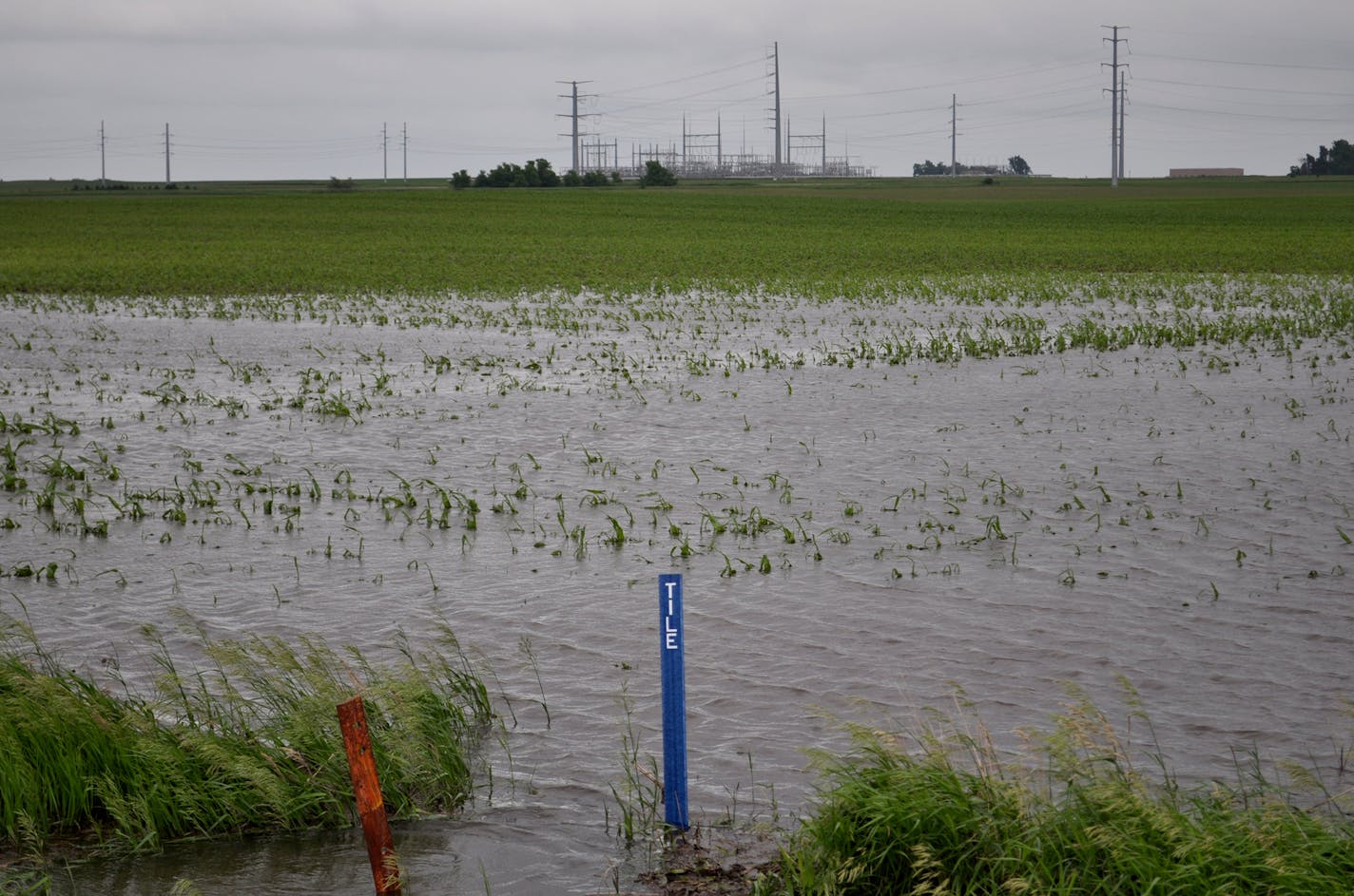 Hail damage photos taken west of Leota yesterday. ( 6/18/2014) They are all taken in corn fields. I included one of flooding too. Photo #160 (this photo ) was a corn field - which should have green corn about knee high in it right now. CREDIT: Lizabeth Stahl, CPAg/CCA Extension Educator - Crops