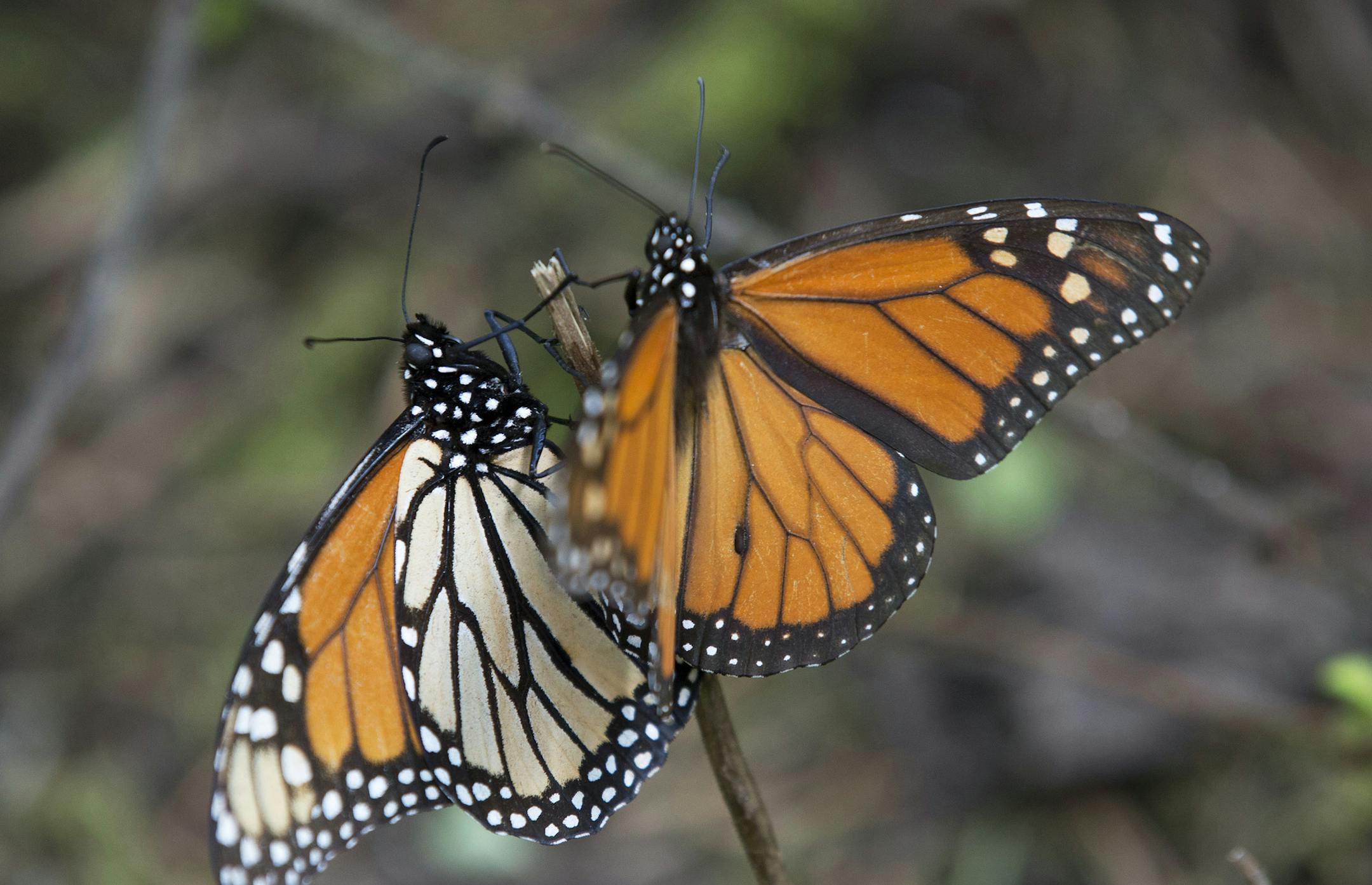 FILE - In this Jan. 4, 2015 file photo, Monarch butterflies perch on a twig at the Piedra Herrada sanctuary, near Valle del Bravo, Mexico. The number of Monarch butterflies that reached wintering grounds in Mexico has rebounded 69 percent from last yearís lowest-on-record levels, but their numbers remain very low, according to a formal census by Mexican environmental authorities and scientists released Tuesday, Jan. 27, 2015. (AP Photo/Rebecca Blackwell, File)