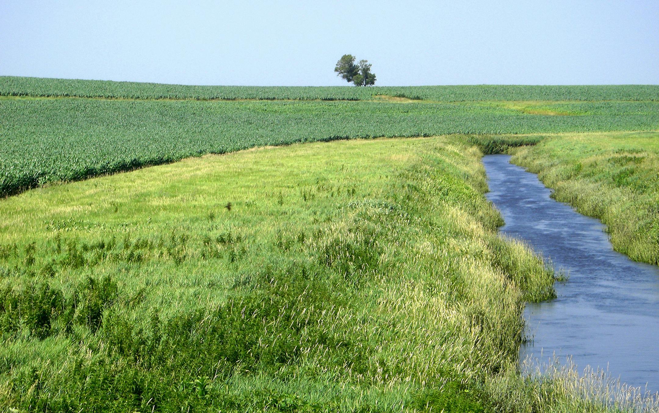 A grass buffer strip in Redwood County.
