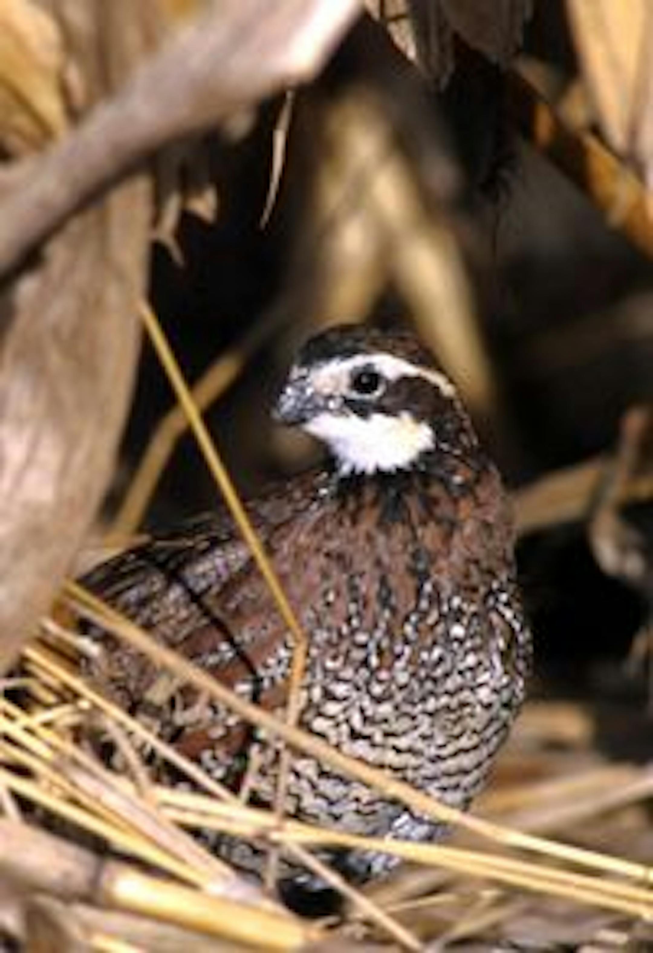 Mr. Mom: A male bobwhite quail