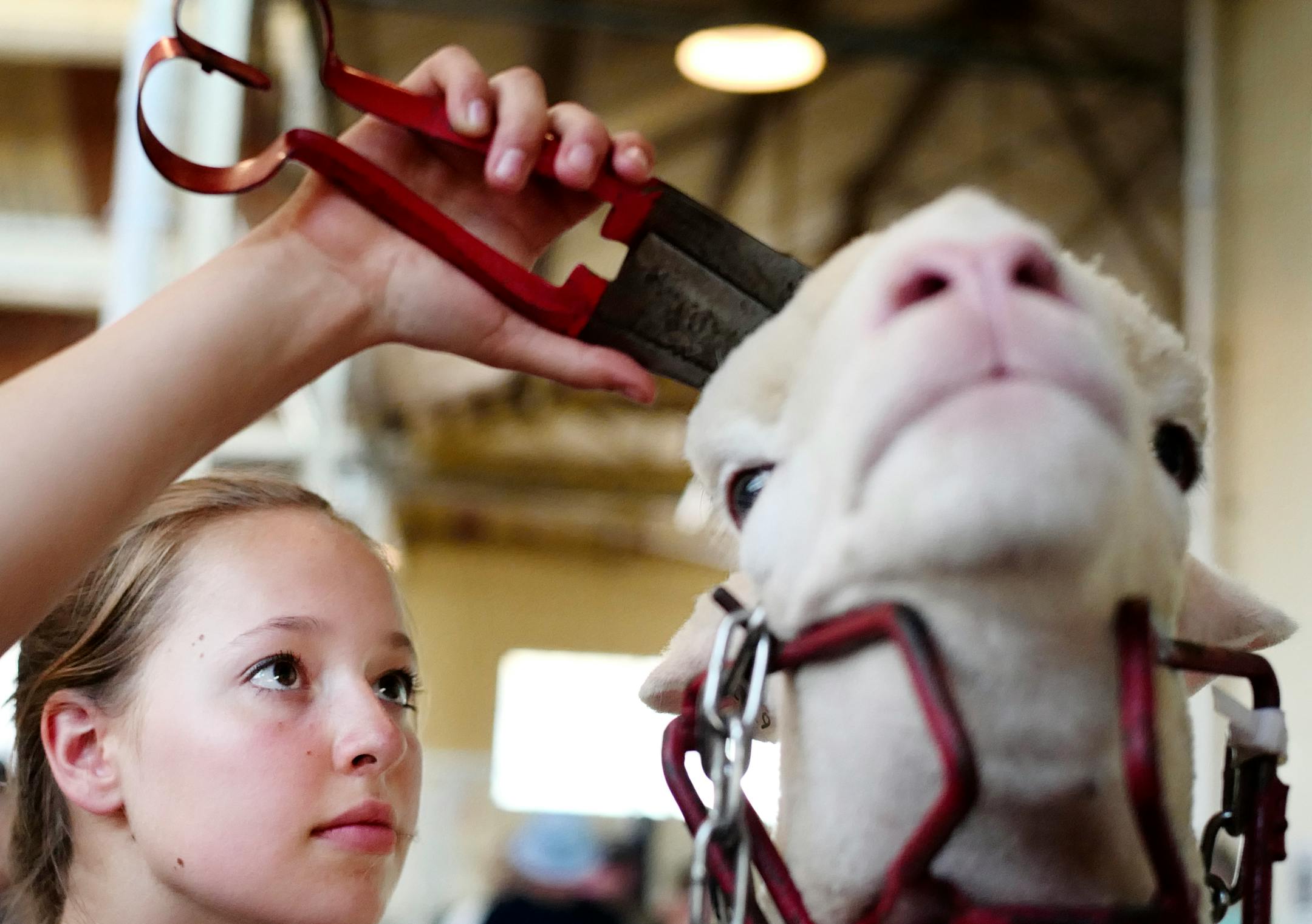 Elaine Dorn,15, has been taking care of sheep with her grandfather Tim Coss on Promised Kept Farm in Cannon Falls since she was 4 years old. She is preparing her champion Dorset yearling named Katie for a showing. A total of six hours has already been spent making Katie look her best.]In the Sheep Barn at the State Fair in Falcon Heights. Richard Tsong-taatarii@startribune.com