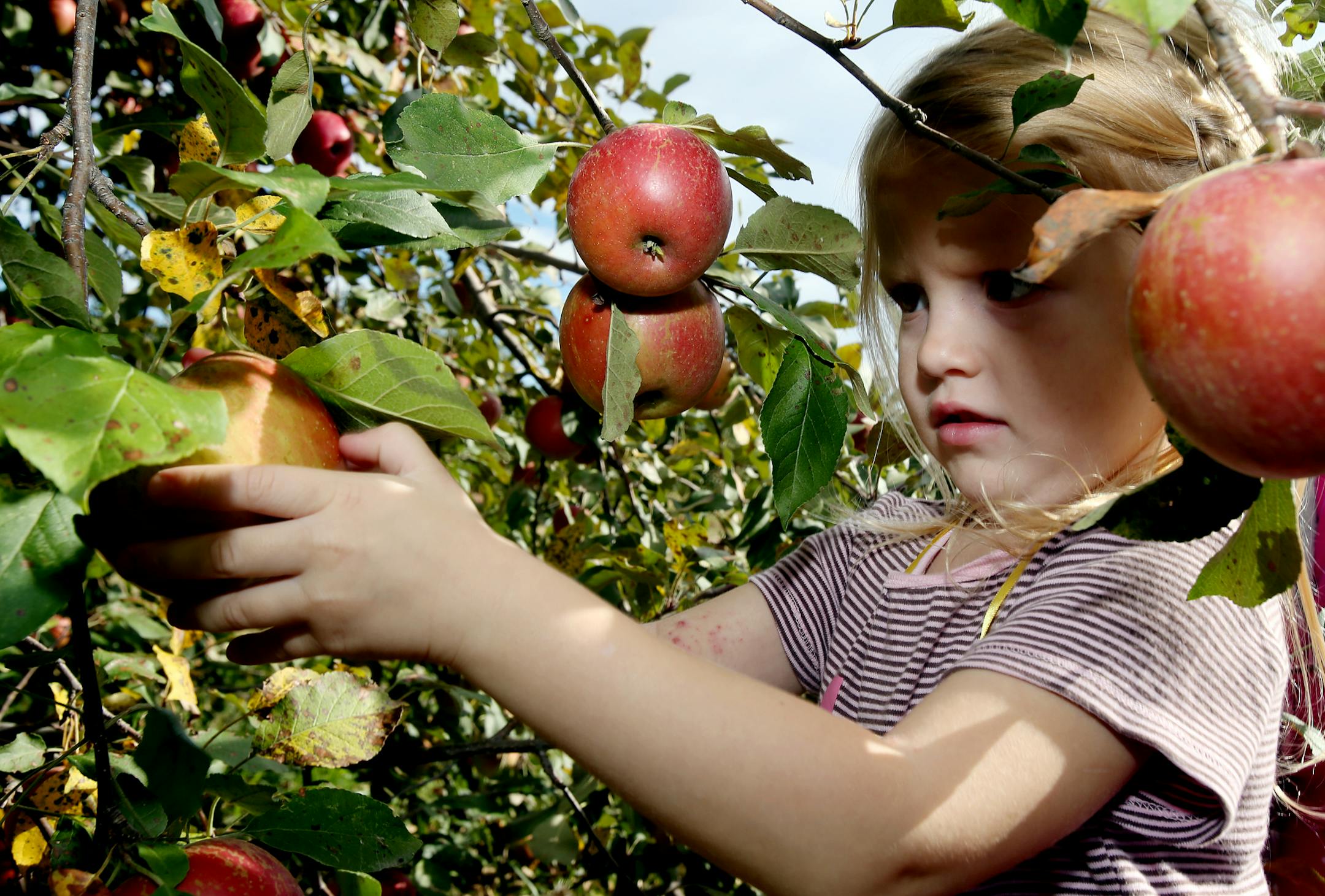 Maia Swanson, a student at Salem preschool of New Brighton, MN picked and apple to bring home at Aamodt's Apple Farm at 6428 Manning Av. N. in Stillwater, MN on October 2, 2013. ] JOELKOYAMA‚Ä¢joel koyama@startribune