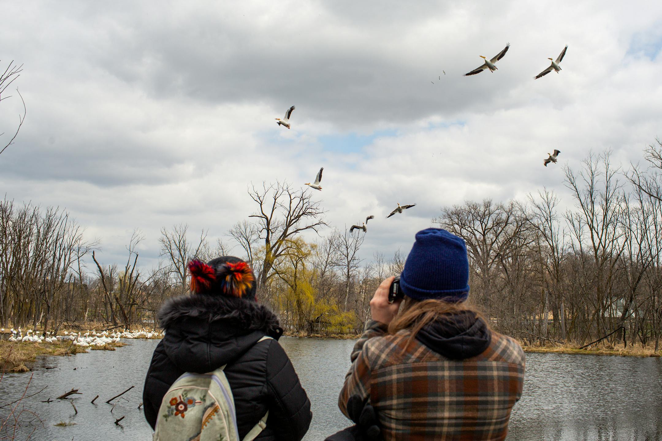Jennifer Foote-Thomas and Karl Koopmann look at a flock of migrating pelicans on Sunday, April 23, 2023 during a period of high spring flooding in Bloomington.