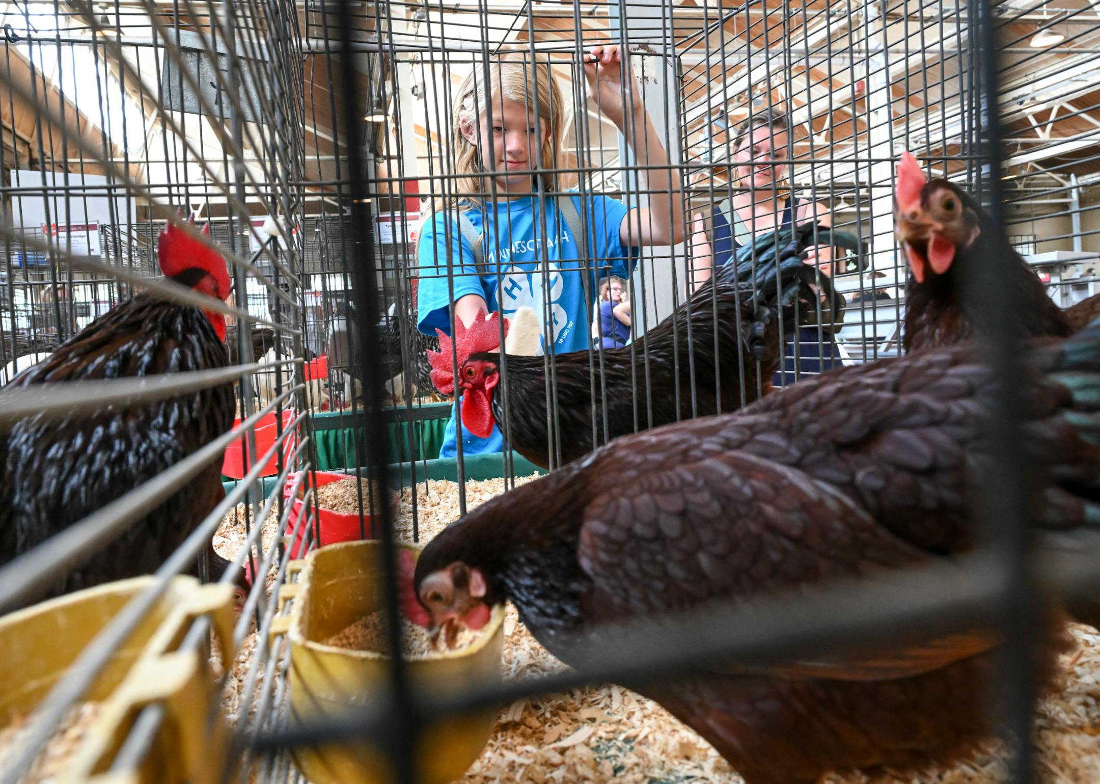 Isla Schuette, 13, of Lino Lakes, tends to her Bantam Rhode Island Red chickens in the Poultry Barn.