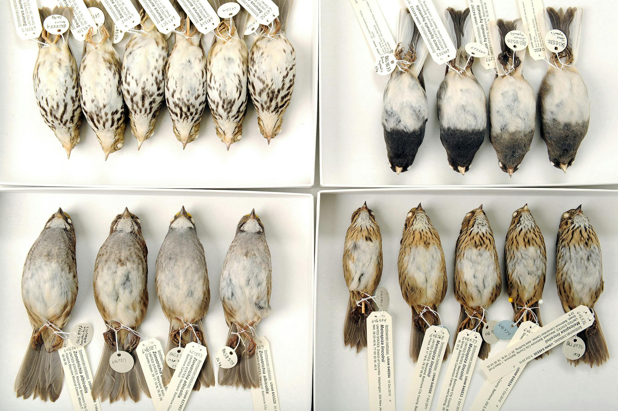 Ovenbirds, top left, Dark-eyed Juncos, top right, Lincoln's Sparrows, bottom right, and White-throated Sparrows, bottom left, are seen at the Smithsonian Institution National Museum of Natural History on Feb. 24 in Washington. They were collected in Washington and Baltimore, Md., likely killed by crashing into buildings or other man-made objects. Illustrates BIRDS (category l), by Karen Houppert, special to The Washington Post. Moved Friday, March 14, 2014. (MUST CREDIT: Washington Post photo by