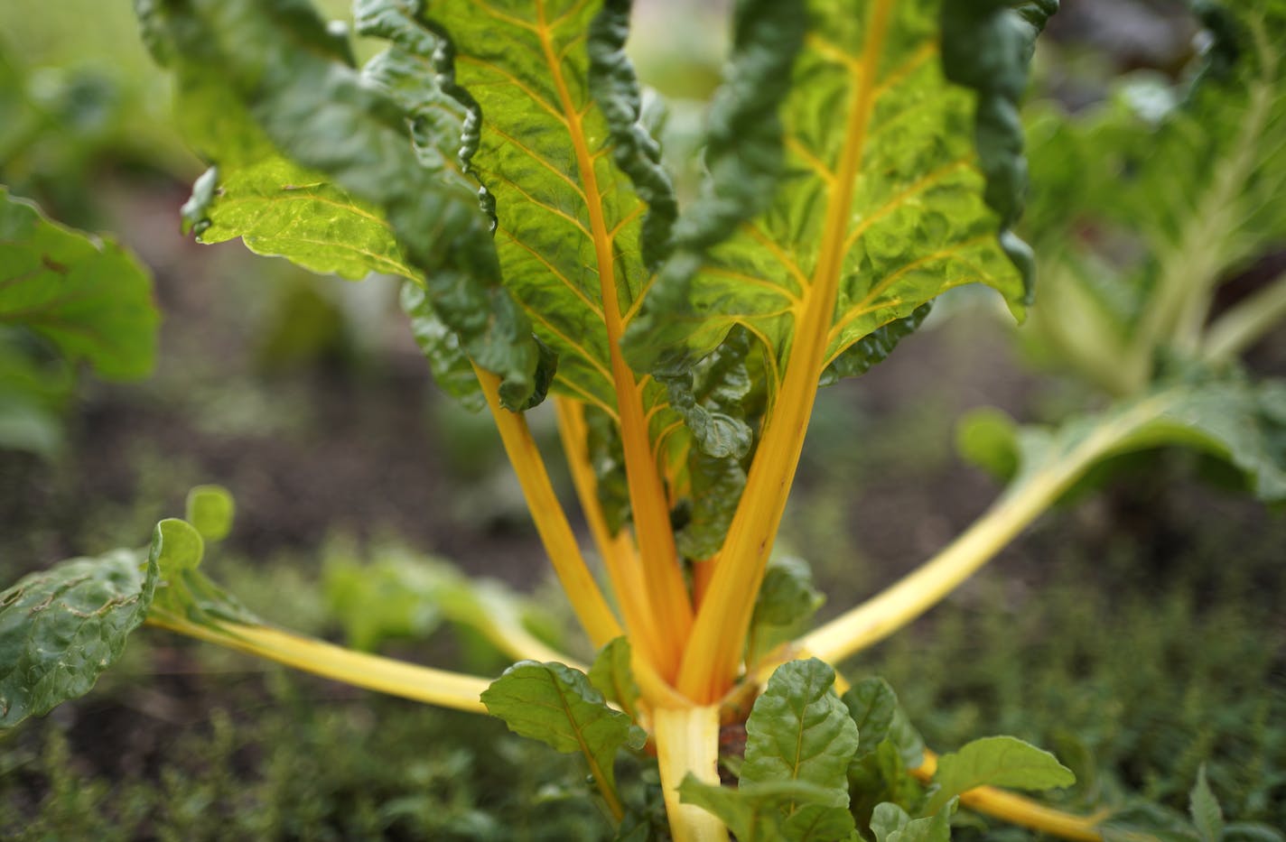 The Minnesota Arboretum has been holding an academic farming class for people who want to go into farming. Students are a diverse group in terms of ages, goals, etc. Here, Swiss chard. brian.peterson@startribune.com Chaska, MN Tuesday, September 29, 2020