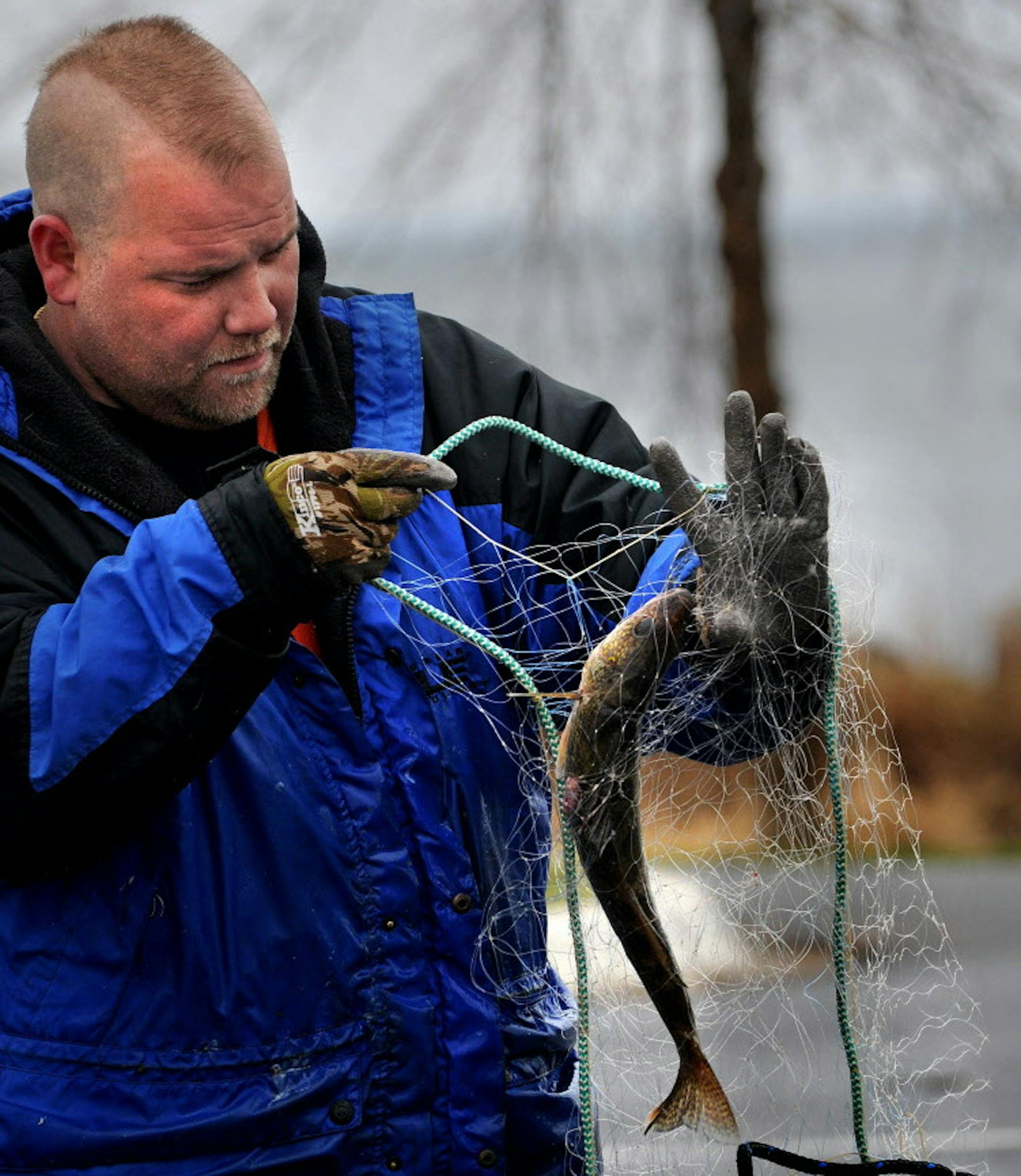 Richard Sennott•rsennott@startribune.com] Isle, Mn. Tuesday 4/13/10 The Mille Lacs band of Chippewa have started the annual Spring netting of walleye on Lake Mille Lacs. Paul Vitato of Bad River Wi. removes a walleye from a net at Liberty Beach public access in Isle, Mn. So far, over 100,000 pounds of fish have been netted by tribal members. ORG XMIT: MIN2014013111370718