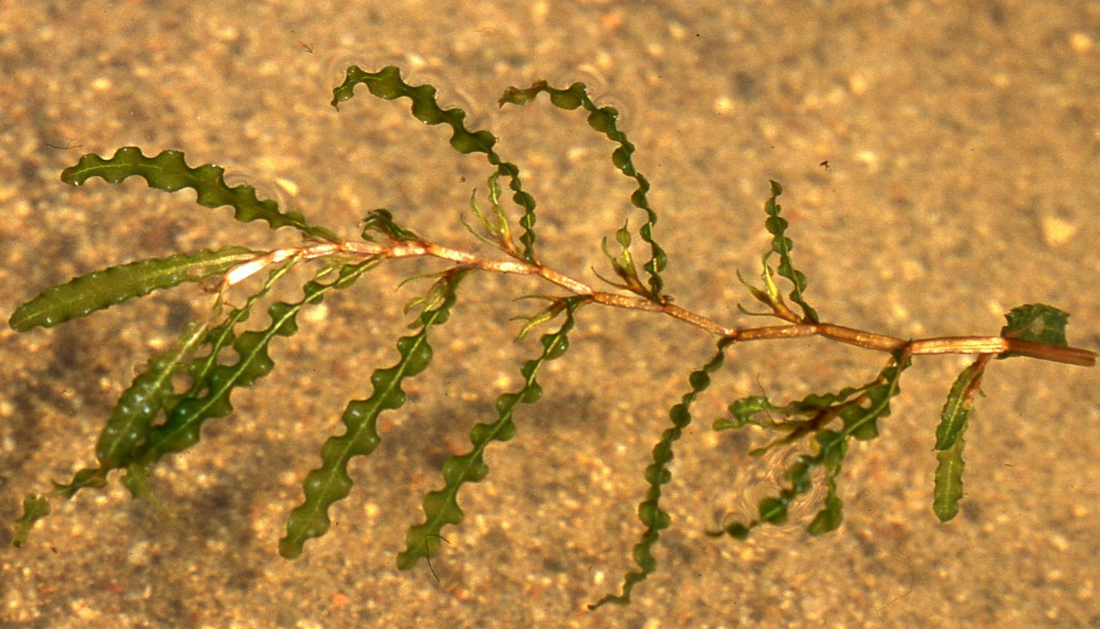 DNR photo Curly-leaf pondweed, an invasive aquatic plant, is found in many Minnesota lakes. ORG XMIT: MIN2013090415562056