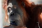 An orangutan sits in the shade at the Fort Worth Zoo in Texas. Researchers will be standing by to observe how animals’ routines at the zoo are disru