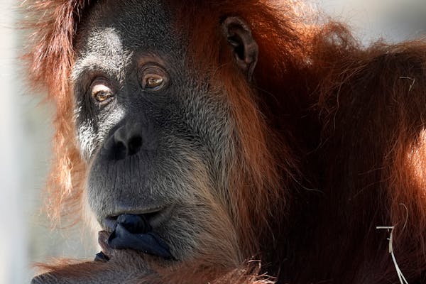 An orangutan sits in the shade at the Fort Worth Zoo in Texas. Researchers will be standing by to observe how animals’ routines at the zoo are disru