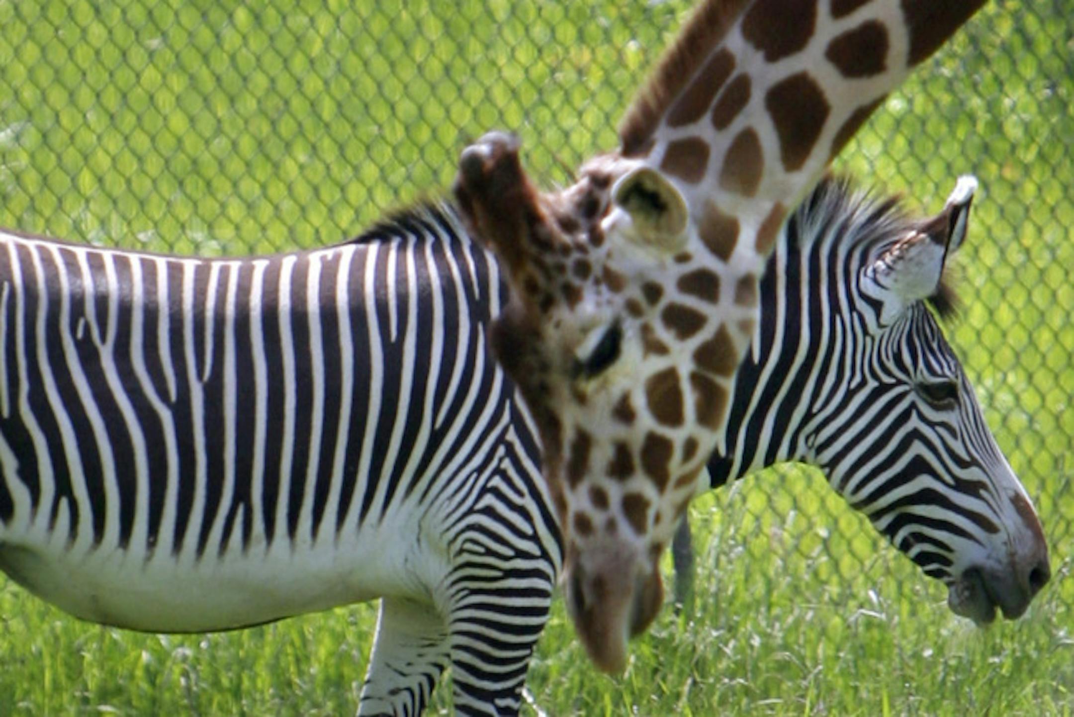With the backdrop of zebras, giraffes and other animals, a Woodland Adventures playground for children is in the works for the Minnesota Zoo, the zoo announced Thursday.