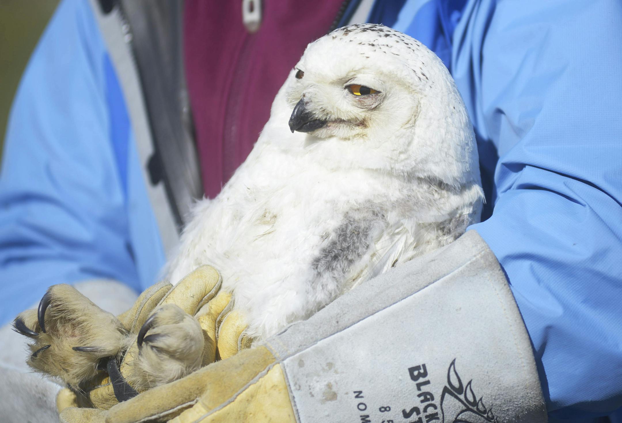 The two-year-old snowy owl is held after its first test flight since being brought to the Raptor Center on the University of Minnesota campus.