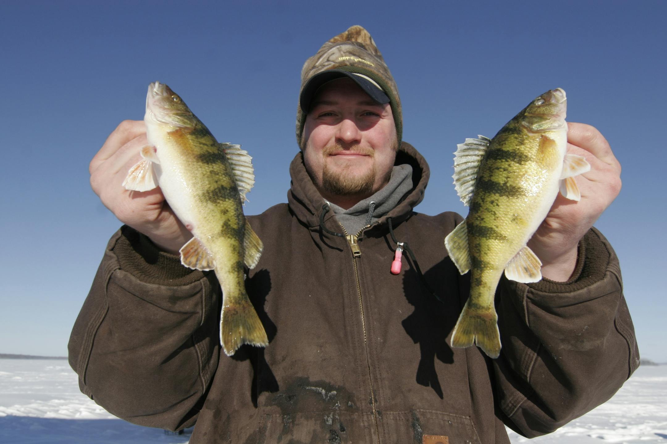 Doug Smith/Star Tribune; Jan. 22, 2014, Leech Lake, MN. Fishing guide Kevin Peterson, 31, of Walker, holds two nice perch -- target fish for many winter anglers on Leech Lake.