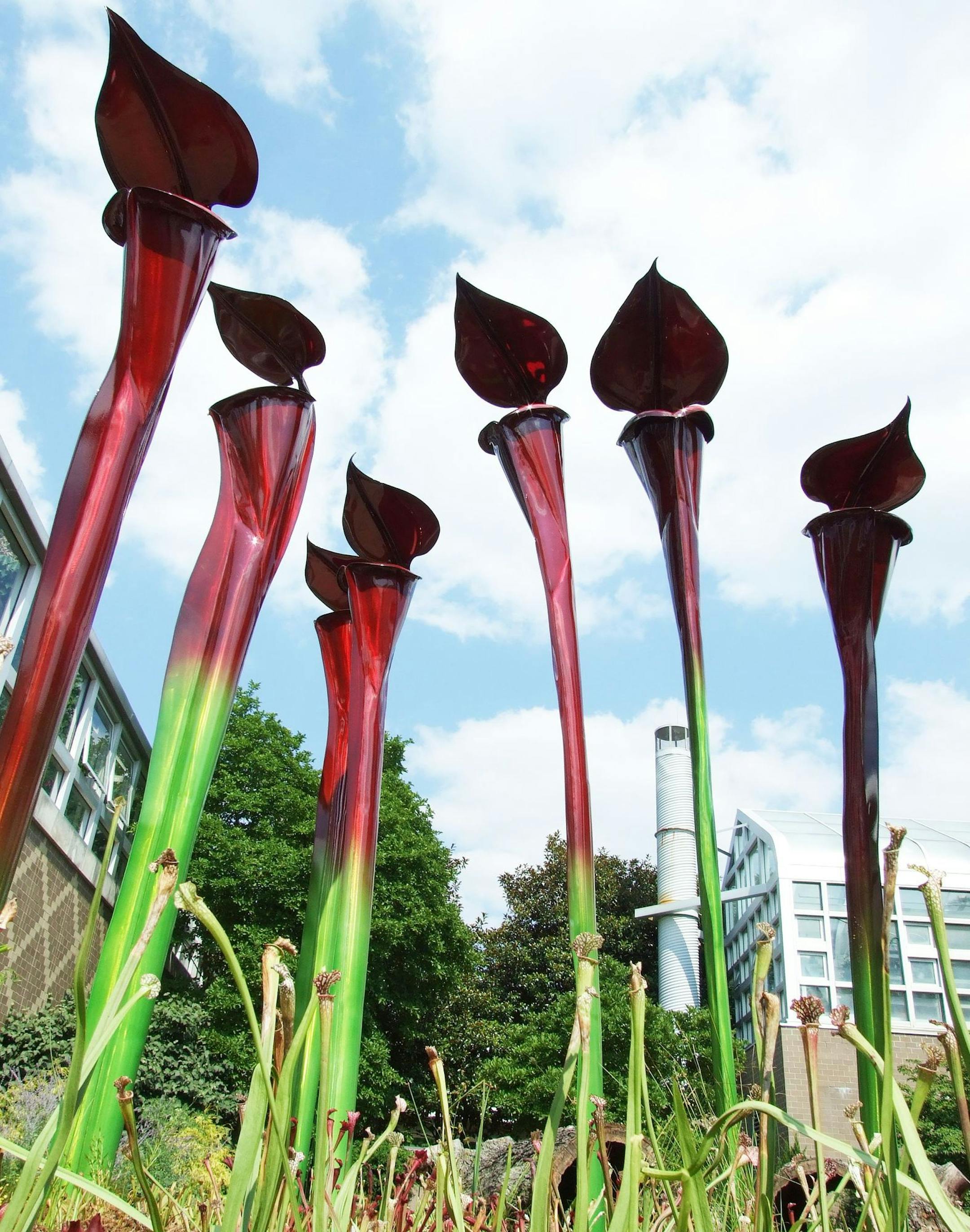 Pitcher Plants/Savage Gardens/MLA