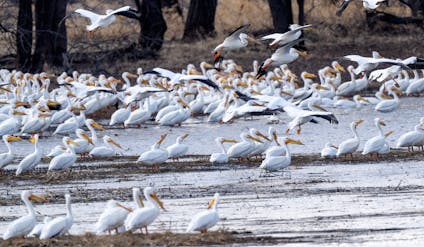 Hundreds of pelican congregate in a Mississippi River backwater on March 16, 2024 in Alma, Wisc.