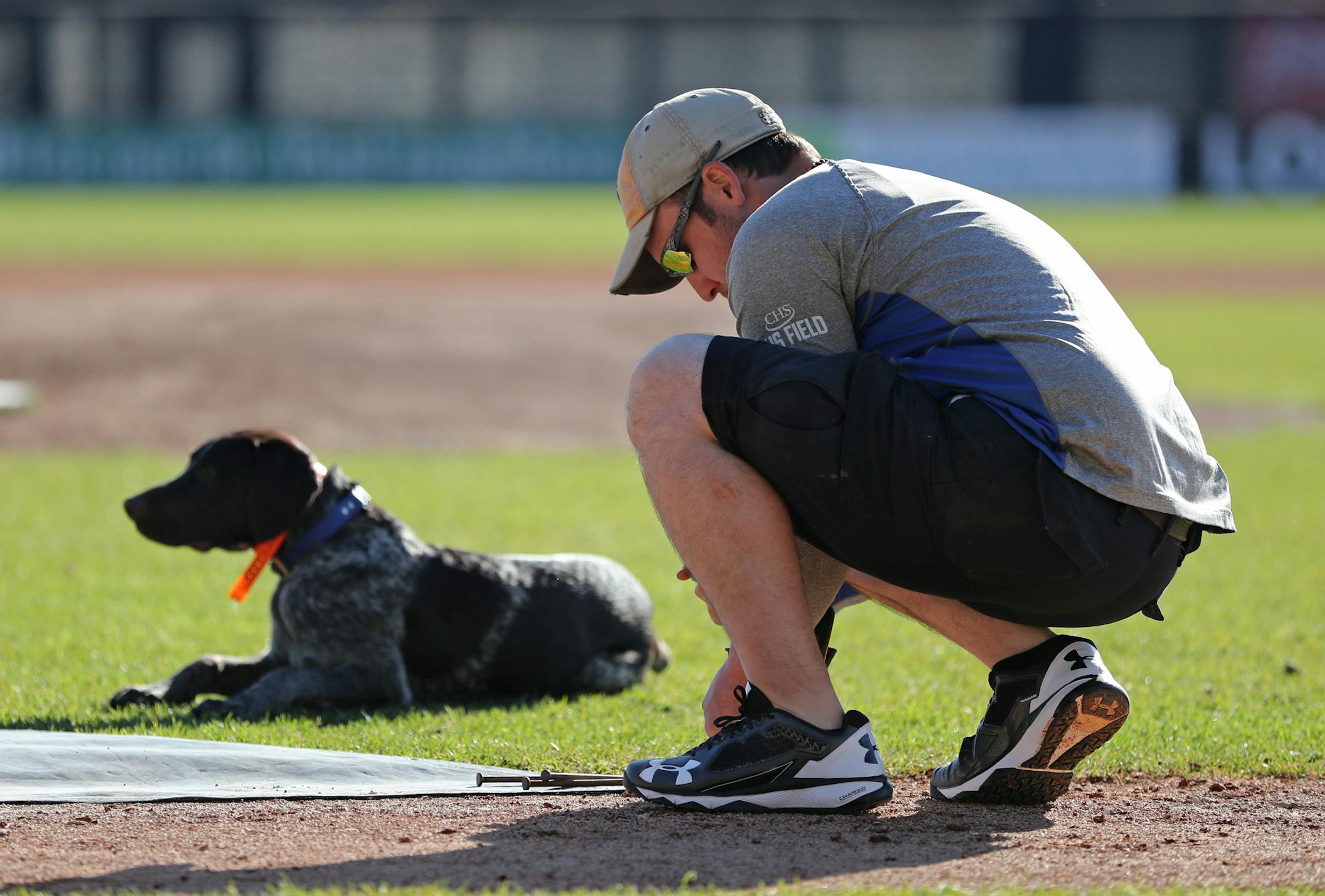 Head groundskeeper Nick Baker secured down an infield tarp as Olaf the German Wirehaired Pointer kept him company. ] Shari L. Gross ï sgross@startribune.com The St. Paul Saints held their first open workout of the season on CHS Field in St. Paul, Minn. on Saturday, May 6, 2017.