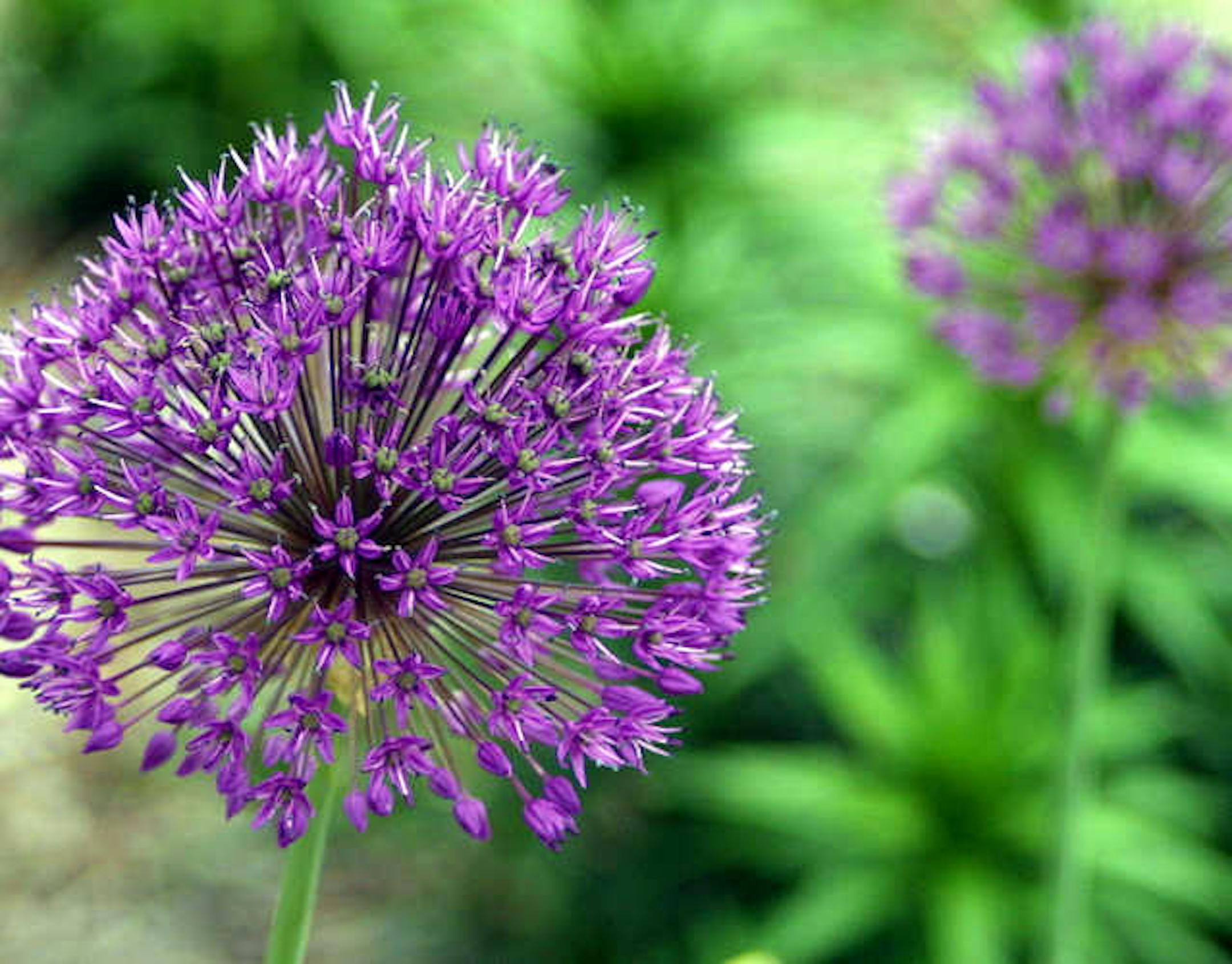 Globe Thistle
