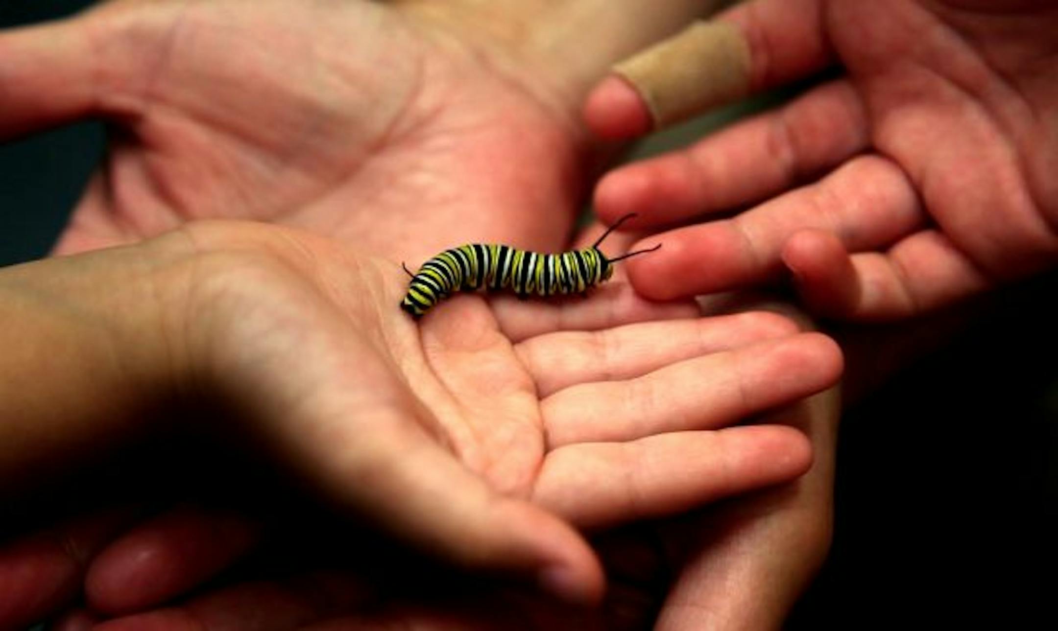 Children get to hold a monarch butterfly catepillar that was found on a milkweed plant.
