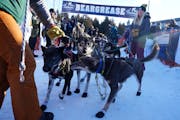 Erin Aili of Ray, Minn. gathers up her husband Keith's dog team after they crossed the finish line to win the 39th annual John Beargrease Sled Dog Mar