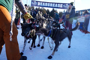 Erin Aili of Ray, Minn. gathers up her husband Keith's dog team after they crossed the finish line to win the 39th annual John Beargrease Sled Dog Mar