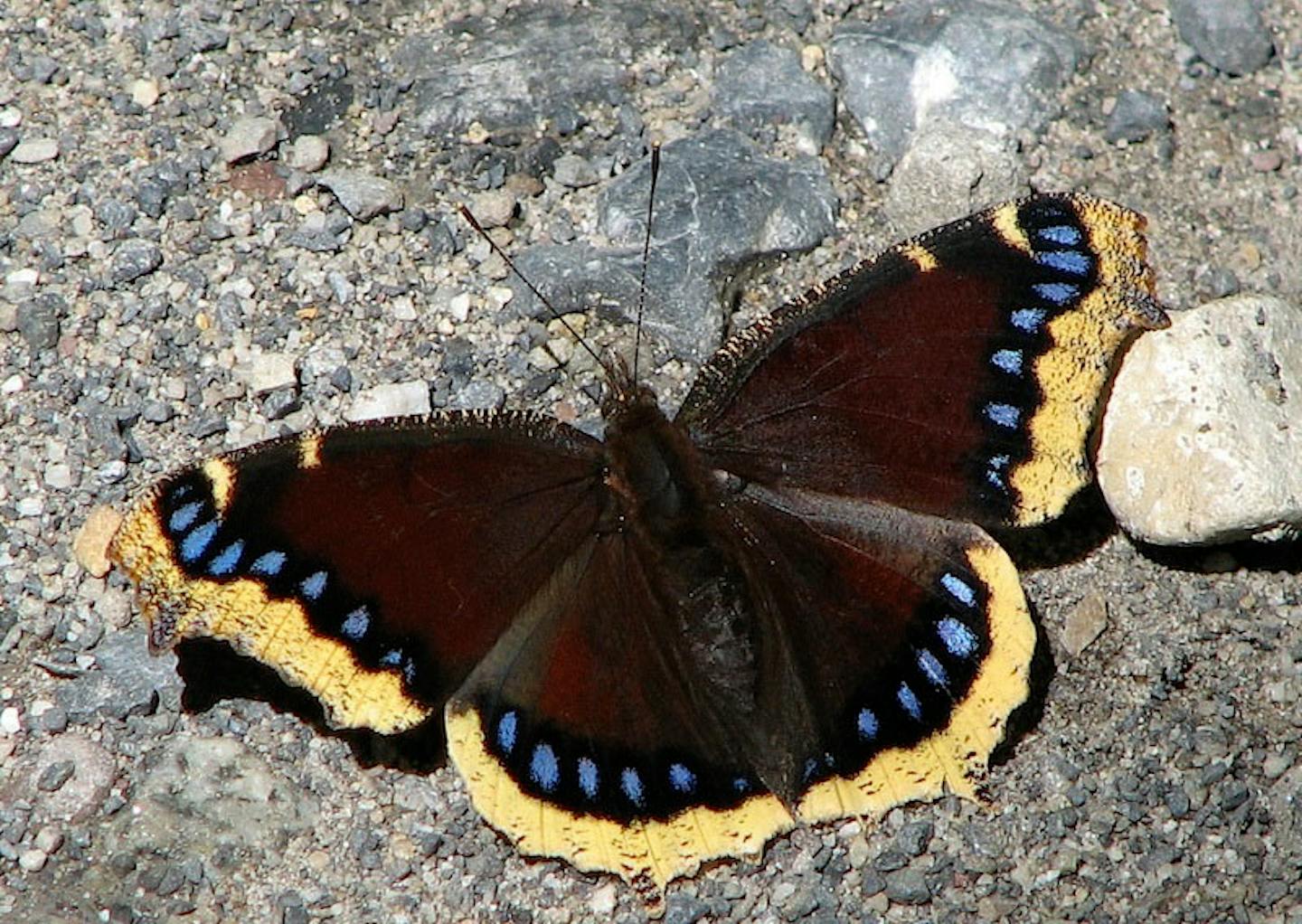 Mourning cloak winters over in Minnesota.