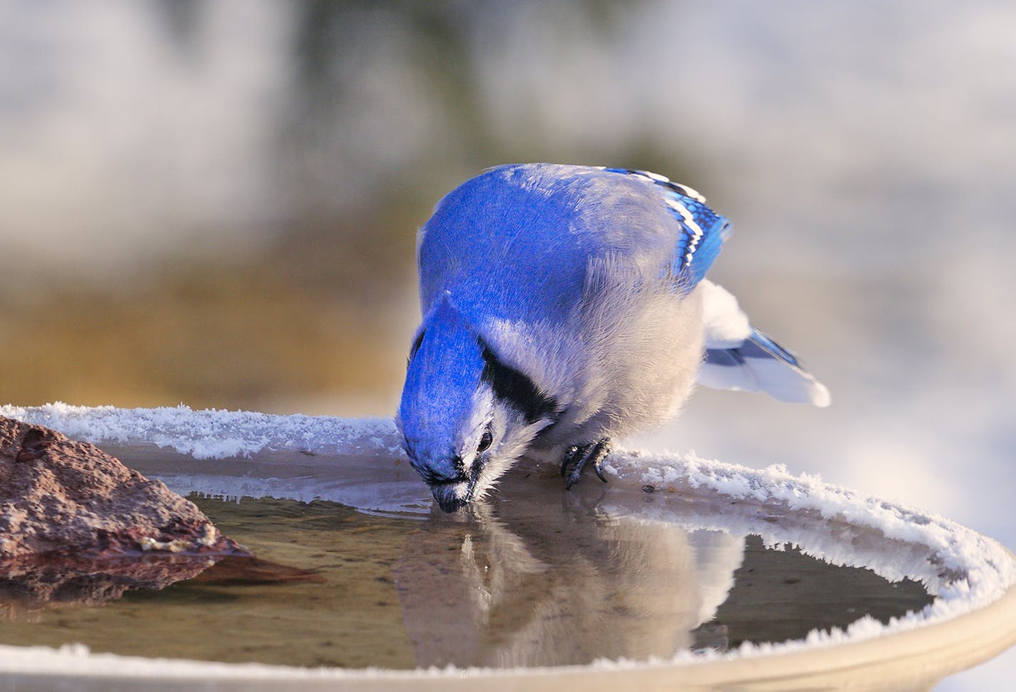 A blue jay drinks from a heated bird bath. Bird enthusiasts can attract more birds to their property by employing a heated water source.