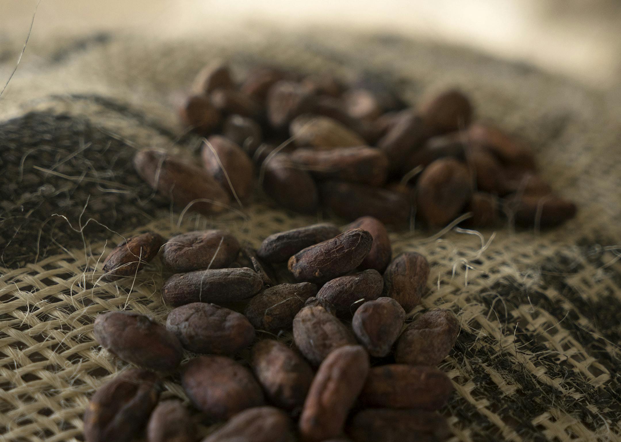 Cacao beans from Boyaca, winner of the national cocoa contest "Concurso Cacao de Oro" organized by Swiss-company and Proexport, are arranged for a photograph at the Cacao Hunters chocolate factory in Popayan, in the Cauca department of Colombia, on Monday, Oct. 6, 2014. Colombian cocoa growers have held talks with some of the world's top chocolate makers including Barry Callebaut AG and Ferrero SPA in a bid to replicate the success of the country's high-end coffee industry. Photographer: Mariana